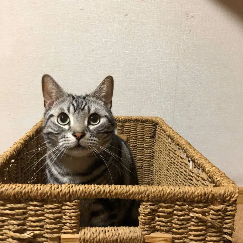 【今日のにゃんこ】カゴ入りソラくんが見つめる先には……?_1