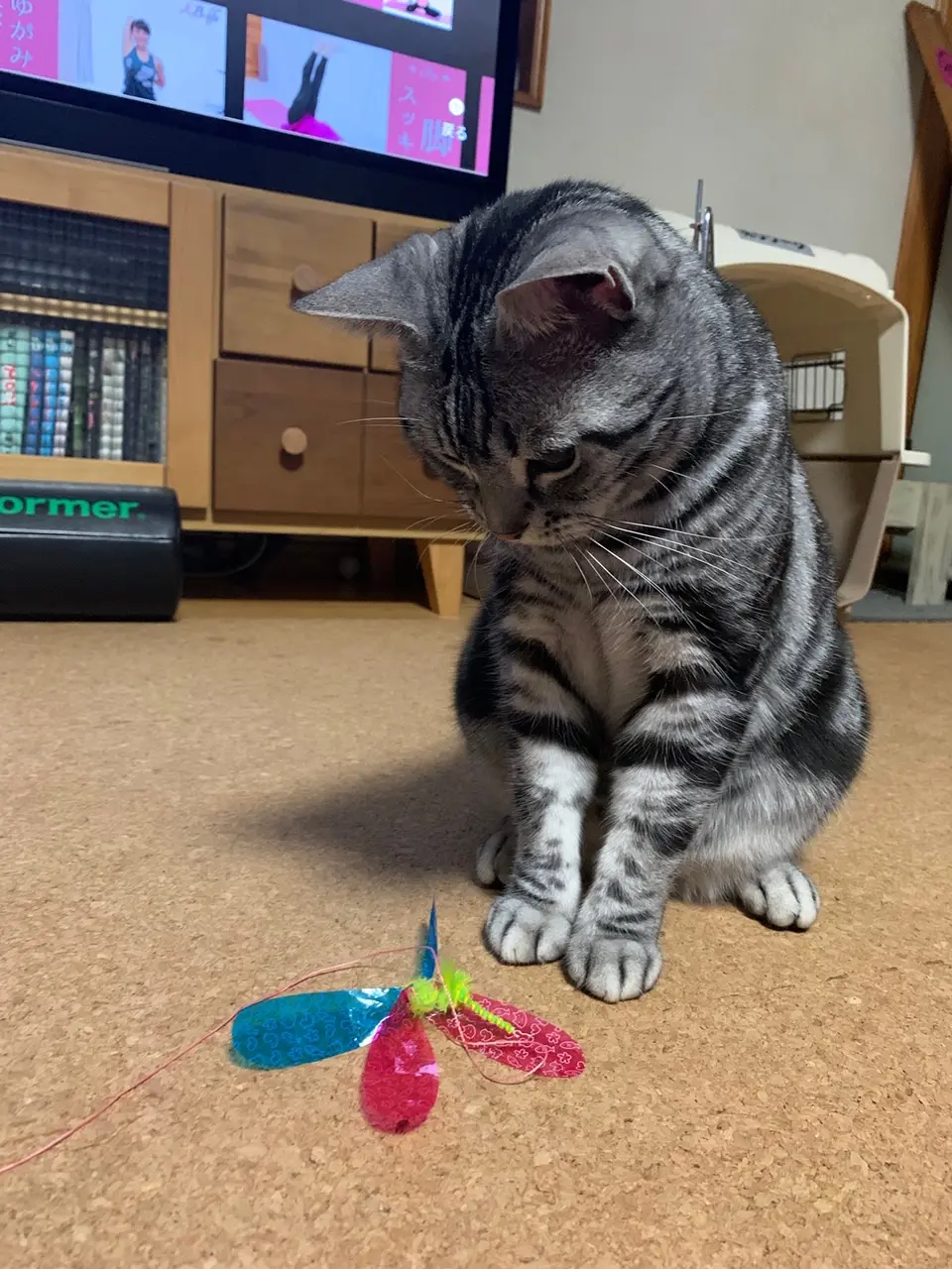 大好きなオモチャが壊れてしまってガックリうなだれるソラくん