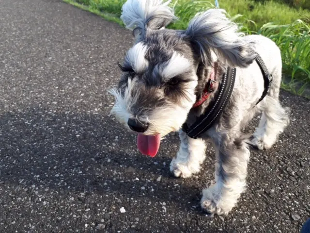 【今日のわんこ】長いヘアがうっとうしそうなサクラちゃん_2