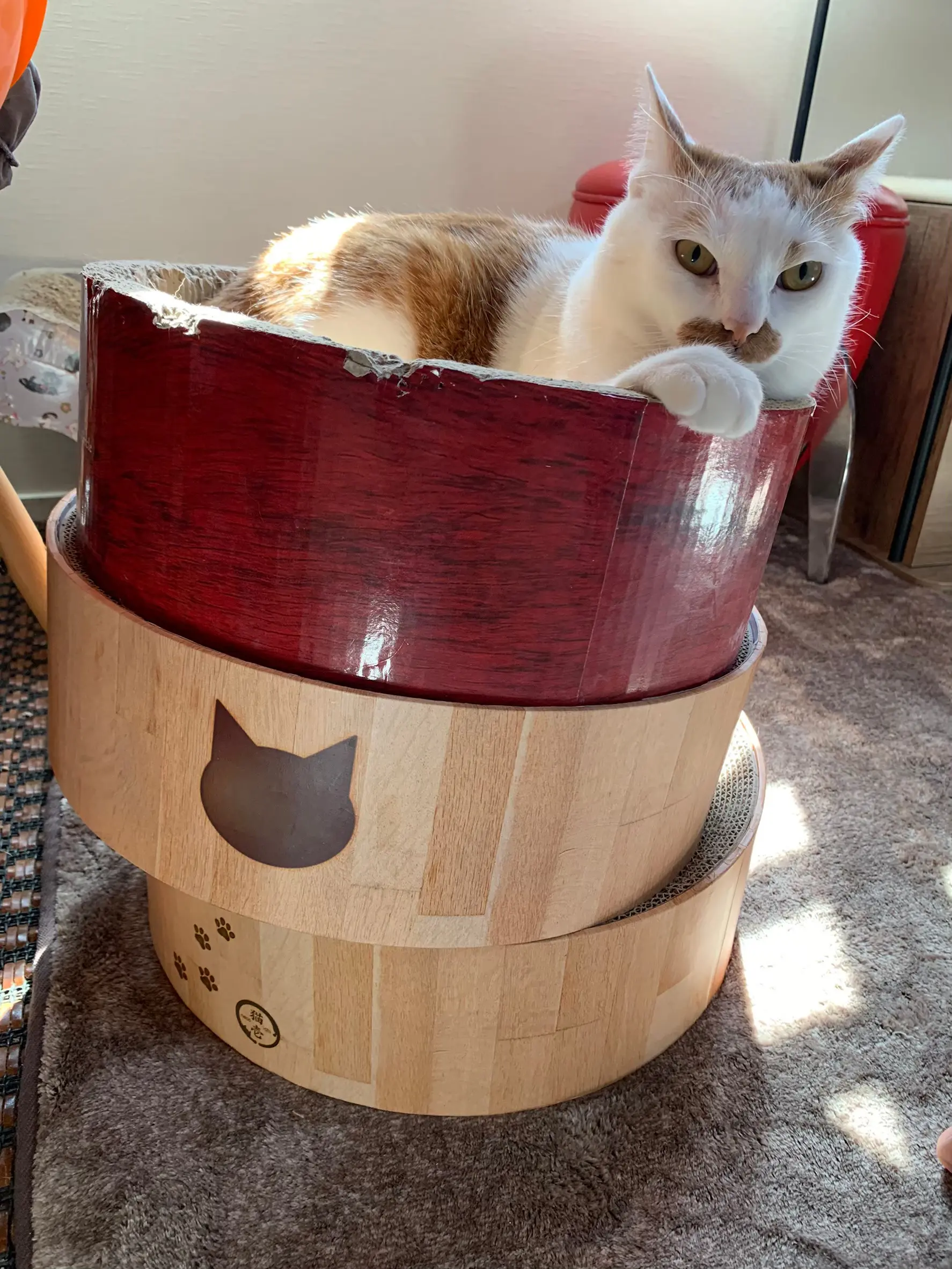 爪研ぎに乗る猫・ラビくん