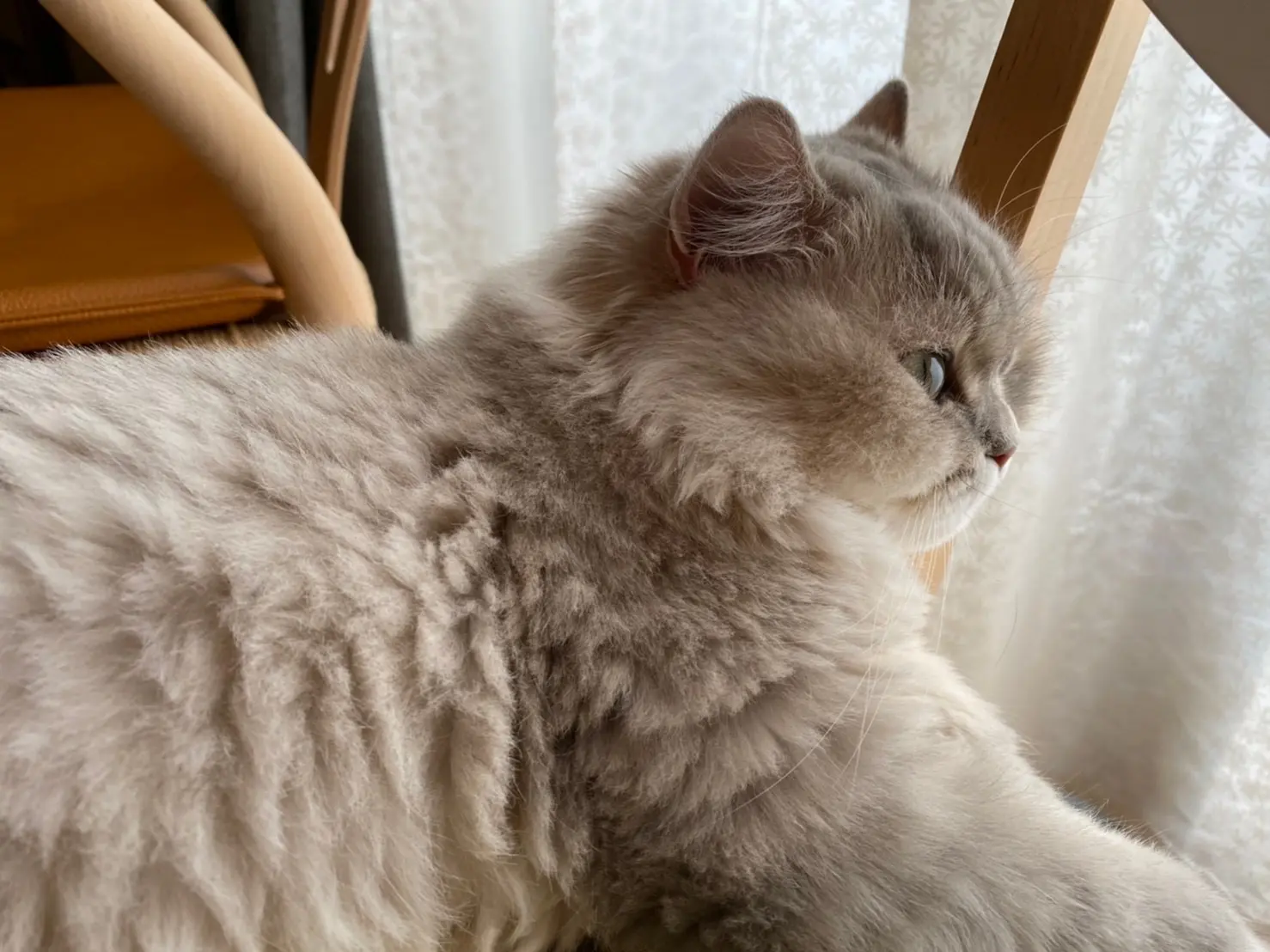 家の中から外を眺めるココンちゃん