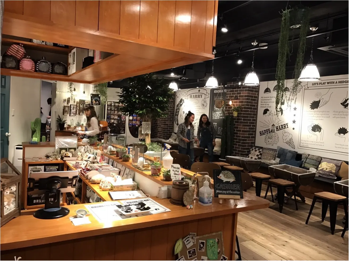 moco▶︎ハリネズミ専門店『HARRY』衝撃の癒し効果!_2