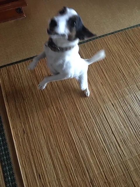 【今日のわんこ】テツくん久々の登場! はしゃぎっぷりをご覧あれ_1