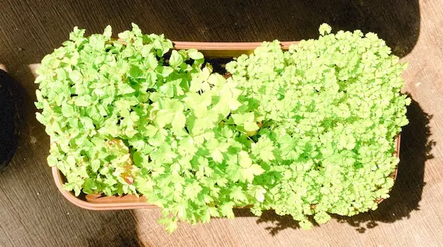 【ぶり農園】初めてのベランダ菜園でも育てやすい食料・お花はどれだ?_4