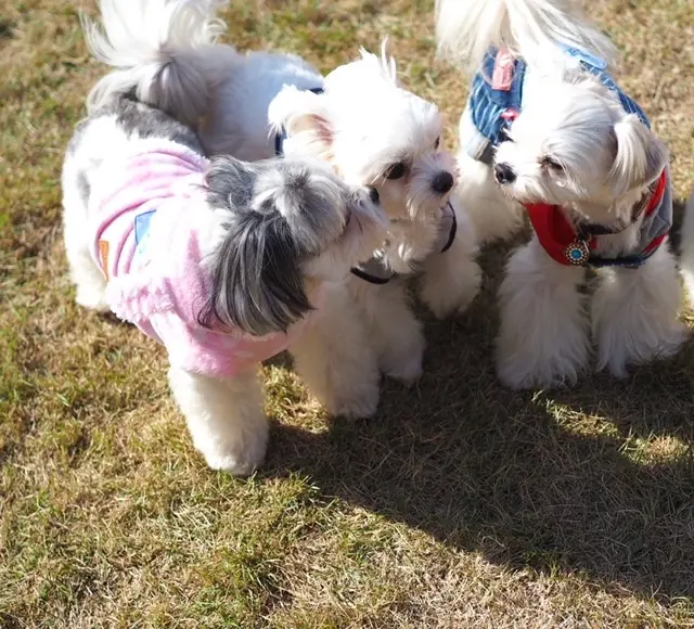 チワワとマルチーズのミックス犬、3匹が集合