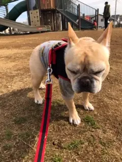 【今日のわんこ】お散歩、いやなの? な表情のまつこ_1