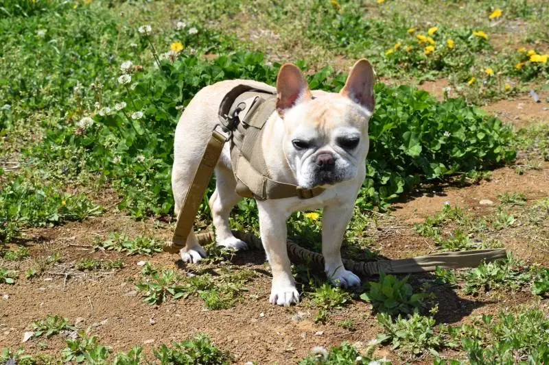 公園で立ち尽くす犬・まつこ