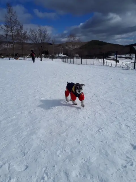 【今日のわんこ】雪山に慣れて楽しむサクラちゃん♪_1