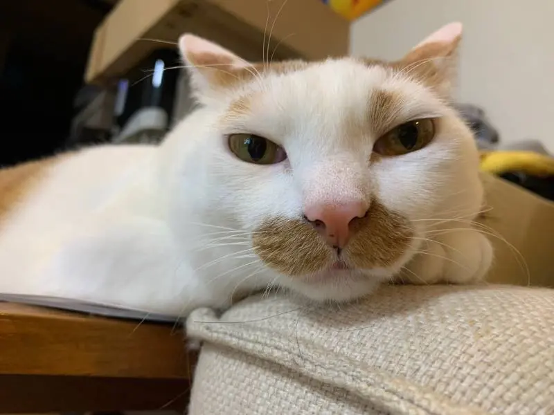 【今日のにゃんこ】ラビくんの、どアップショットが可愛すぎる件_1