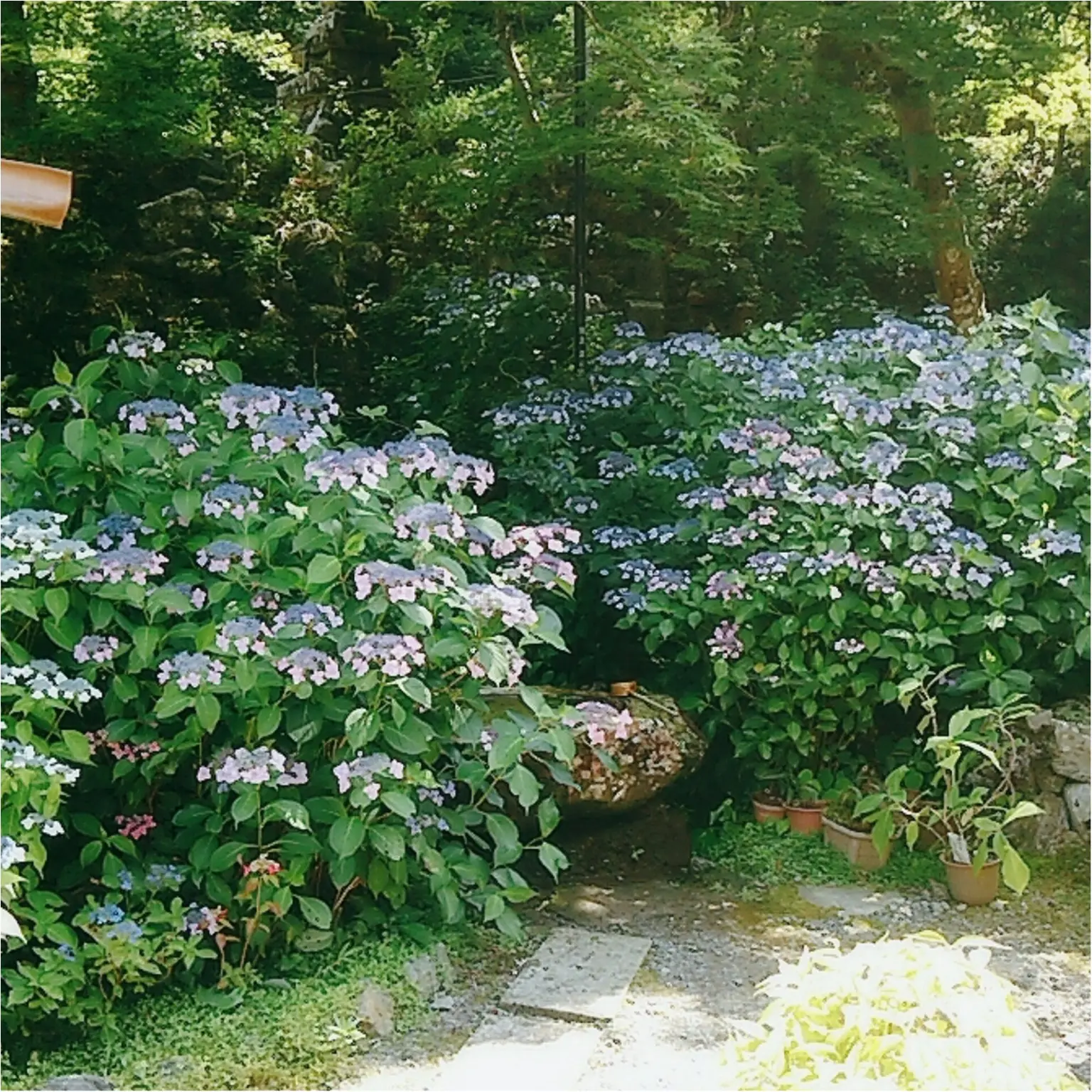 【岐阜おでかけスポット】東海地方の紫陽花の名所「あじさいの山寺 三光寺」(443 まゆ _9