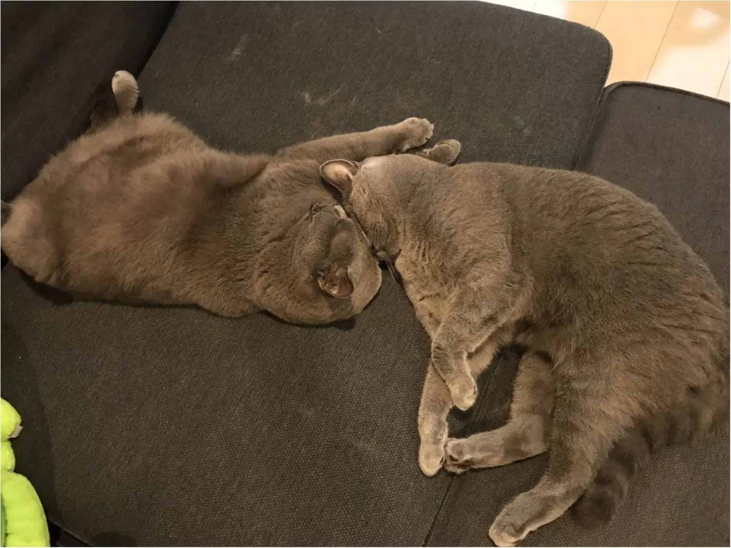 【今日のにゃんこ】大接近! 寝ているときも仲良しなムクくん&レオくん_1
