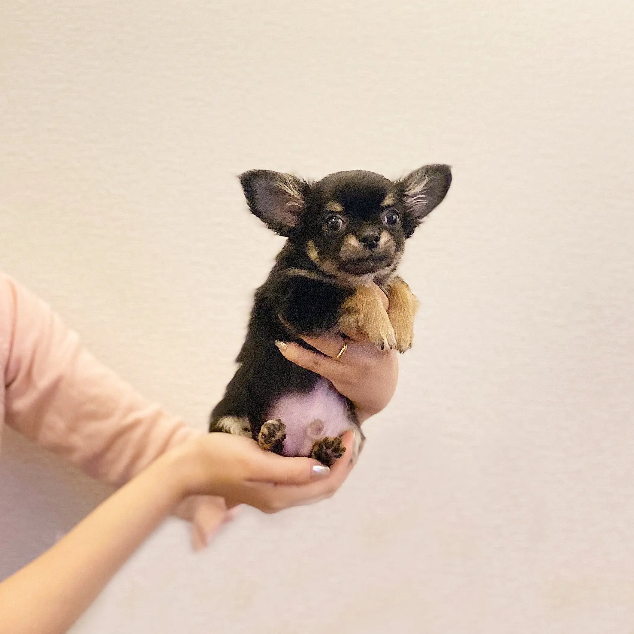 【我が家のペット】愛犬まるちゃんお誕生日を迎えました!_2