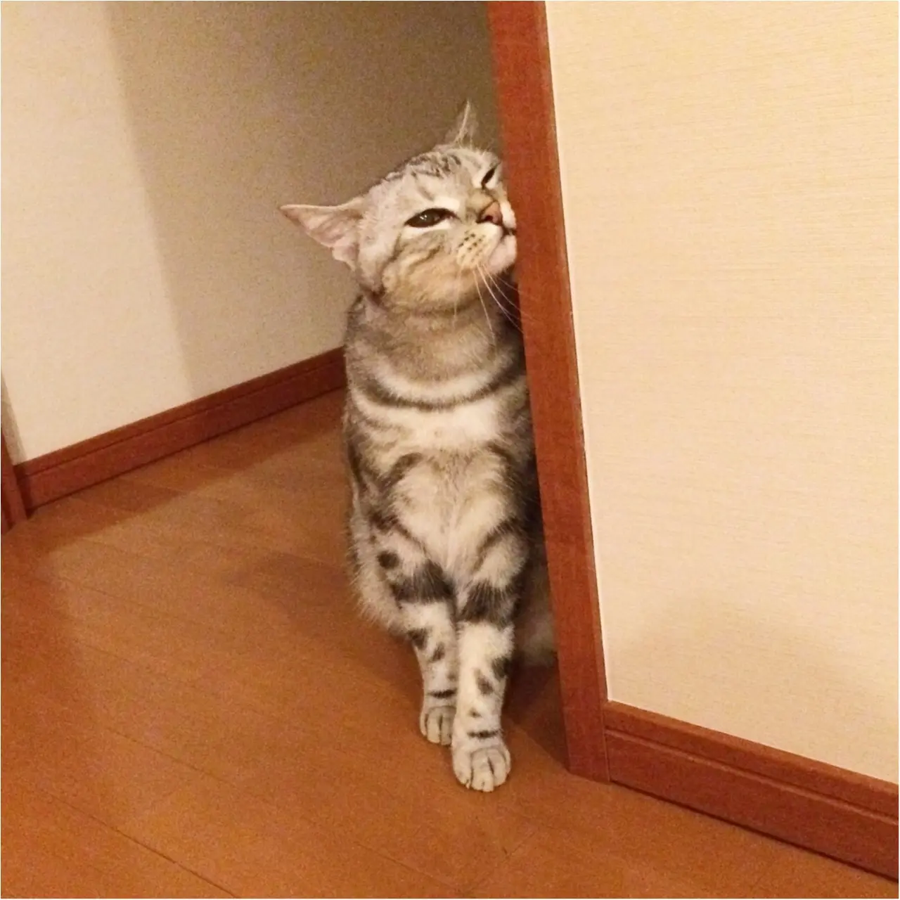 【今日のにゃんこ】ほらほらあそぼ! アランくんは、ママにおねだり♪_1