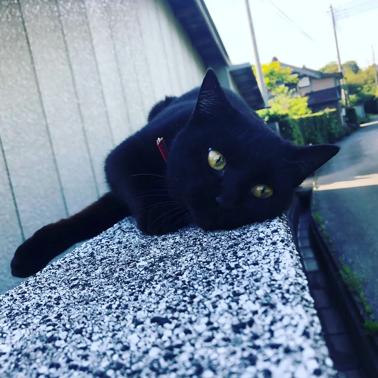 ✴︎✴︎✴︎【コンビニスイーツ】 大ヒット間違いなしと話題のバスク風チーズケーキ(((BASCHEE)))をご紹介!✴︎✴︎✴︎_4