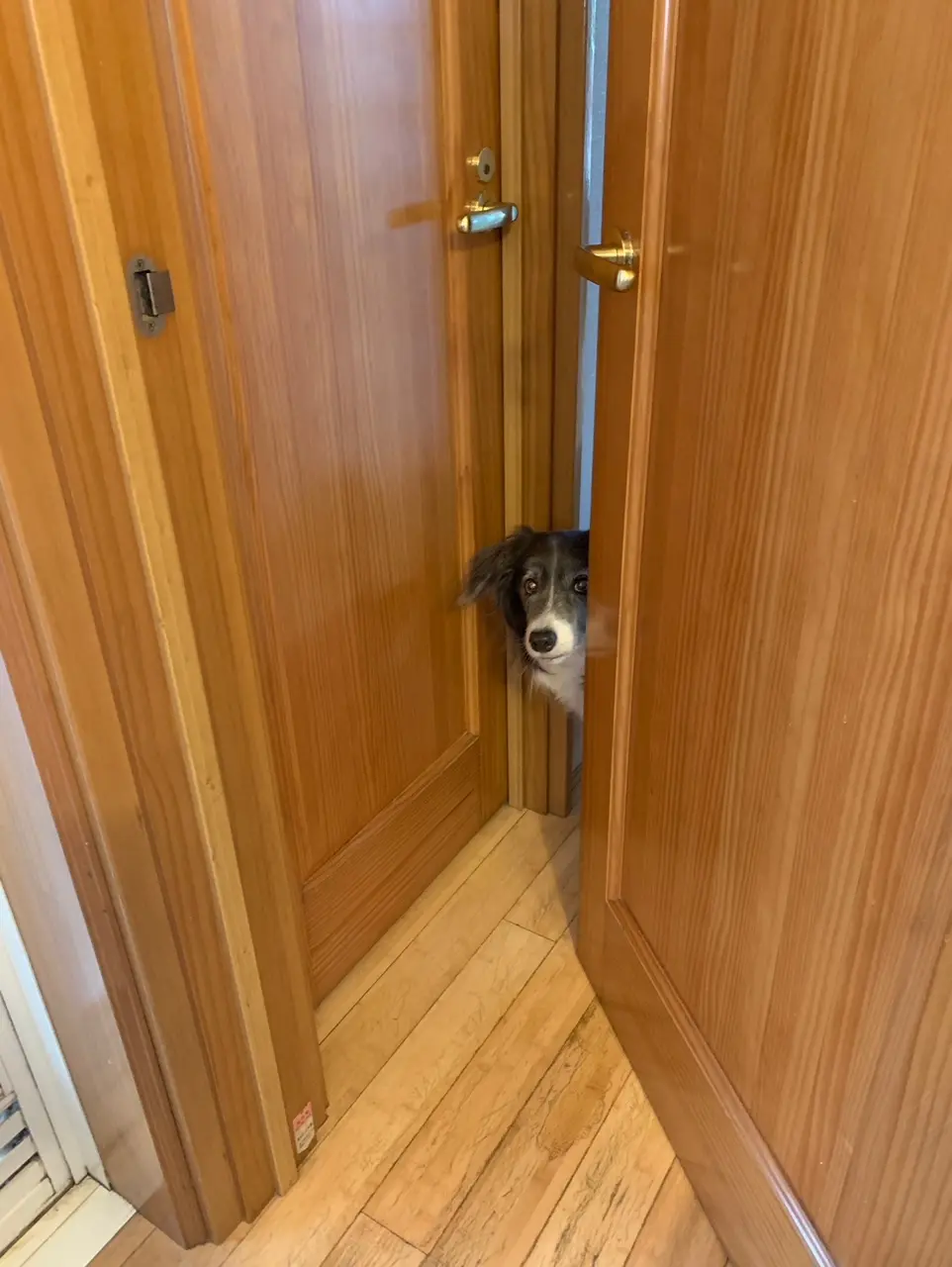 ドアの隙間からひょっこり顔を出す犬・メルちゃん