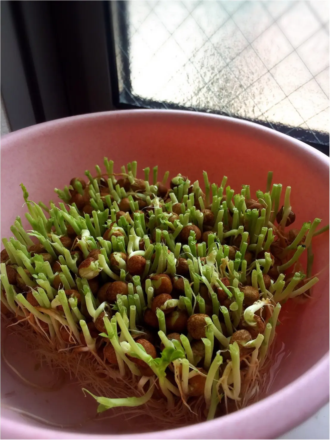【簡単!】豆苗キッチン菜園のススメ♪【安い!】_1
