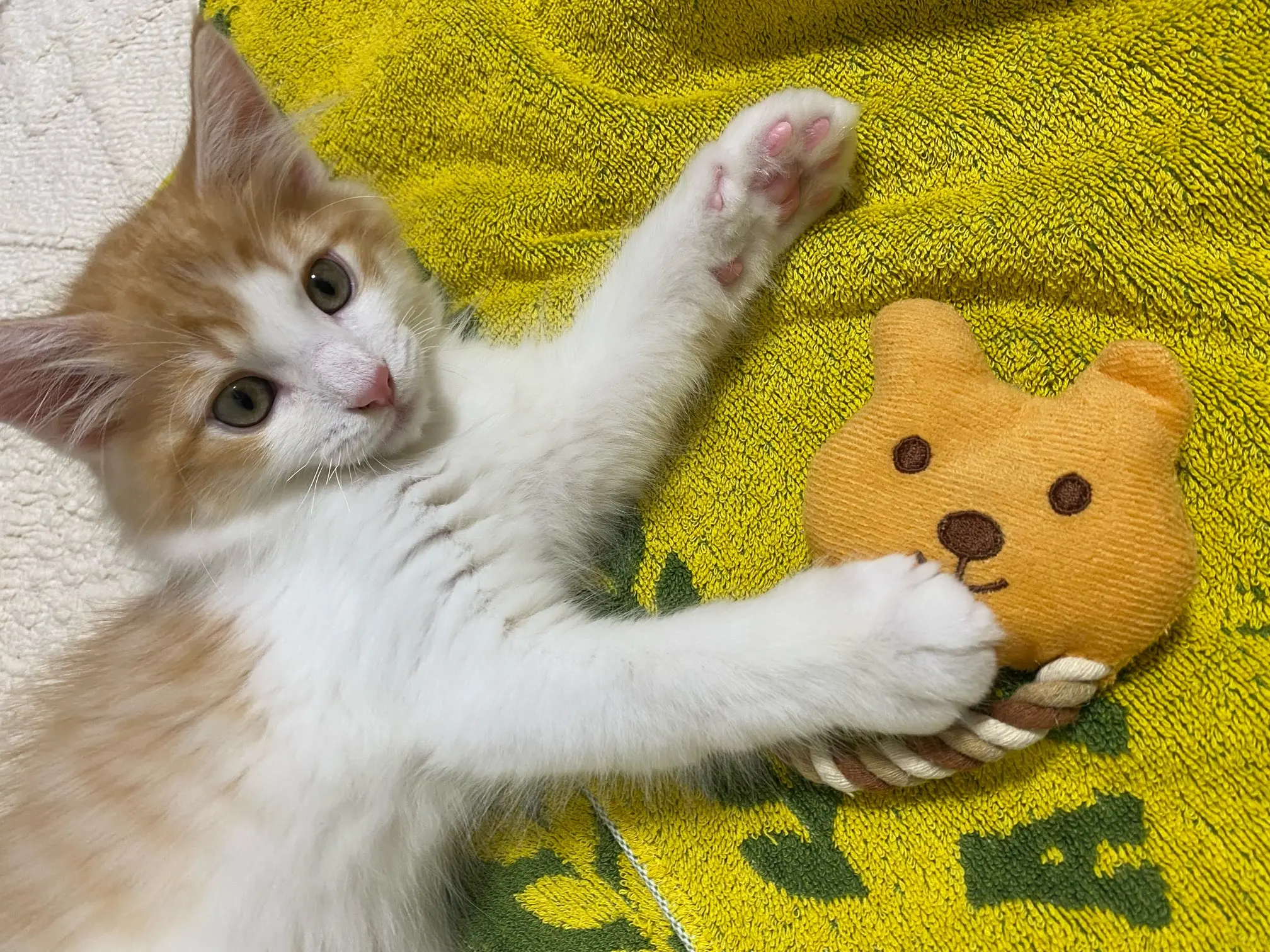子猫がおもちゃで遊んでいる様子