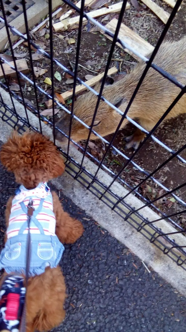 【今日のわんこ】テテちゃん、カピパラさんに遭遇! の巻_1