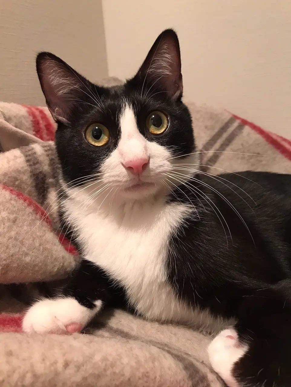 【今日のにゃんこ】ルウの視線の先には一体何が......!?_1