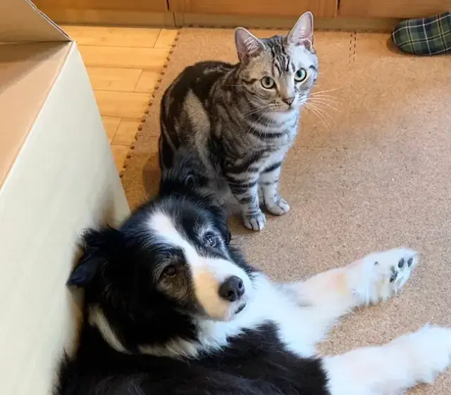 犬・リクくんとその隣にいる猫・ソラくんが、飼い主を見上げているようす