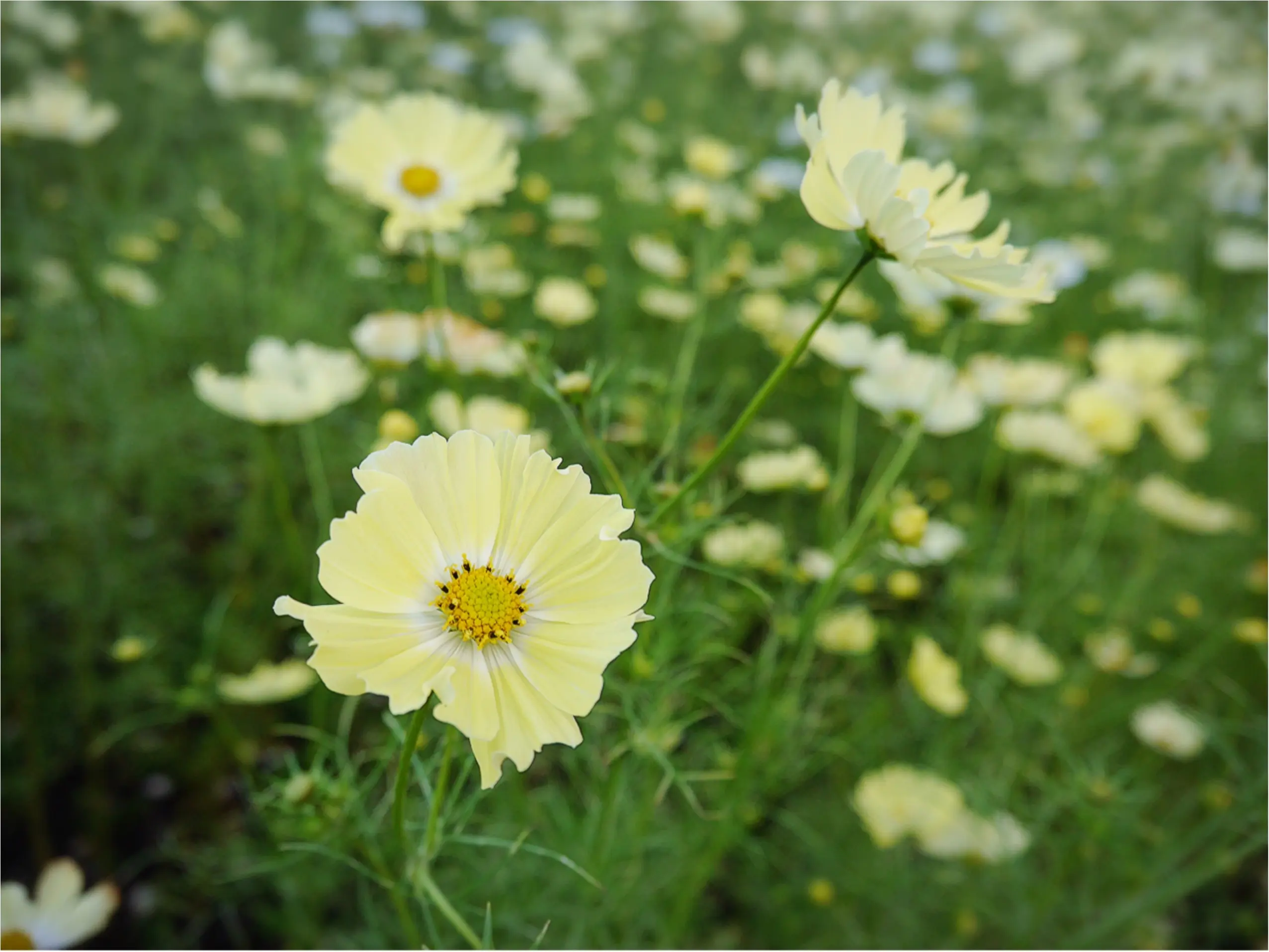 ★晴れた日は、カメラを持って昭和記念公園へ☺︎my camera は『LUMIX』!!_6