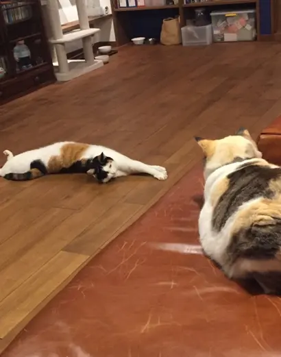 【今日のにゃんこ】どっちがハッピー? 別々に寝ているちよちゃんとゆきちゃん_1