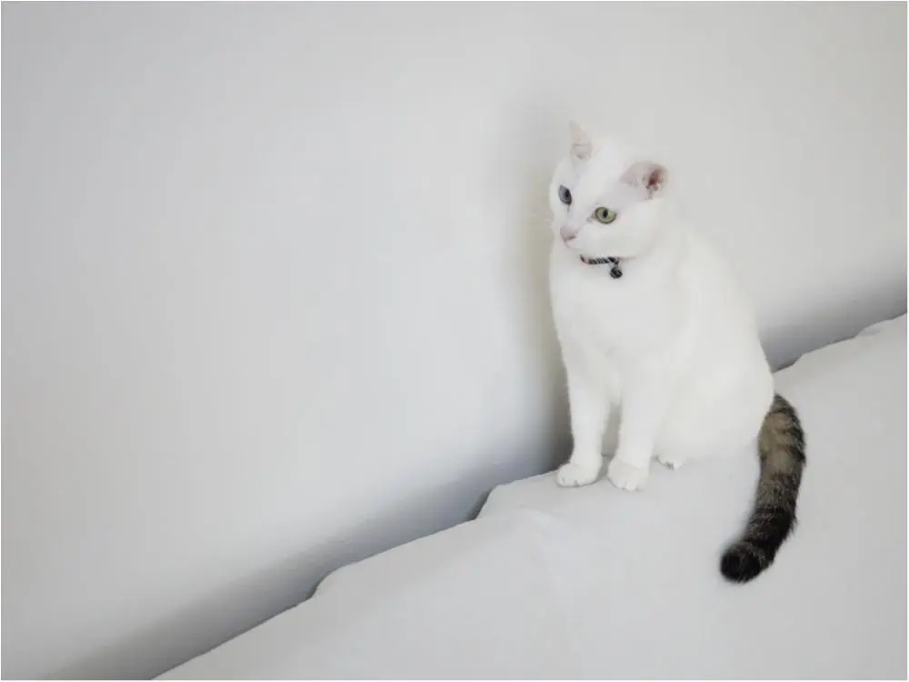 本日のにゃんこ しっぽちゃん_1