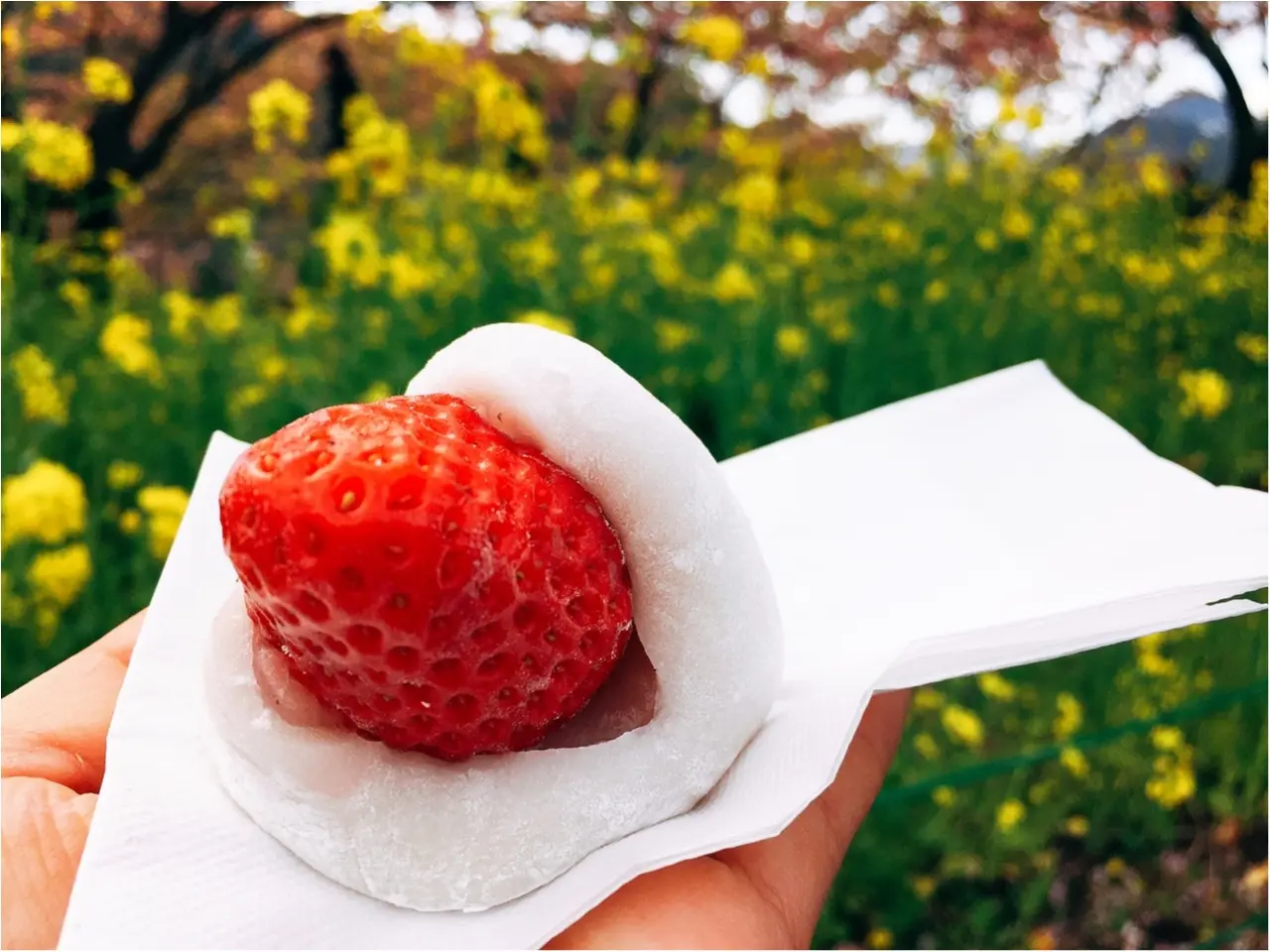 春の訪れを感じに…『河津桜まつり』へ行ってきました♡*_5