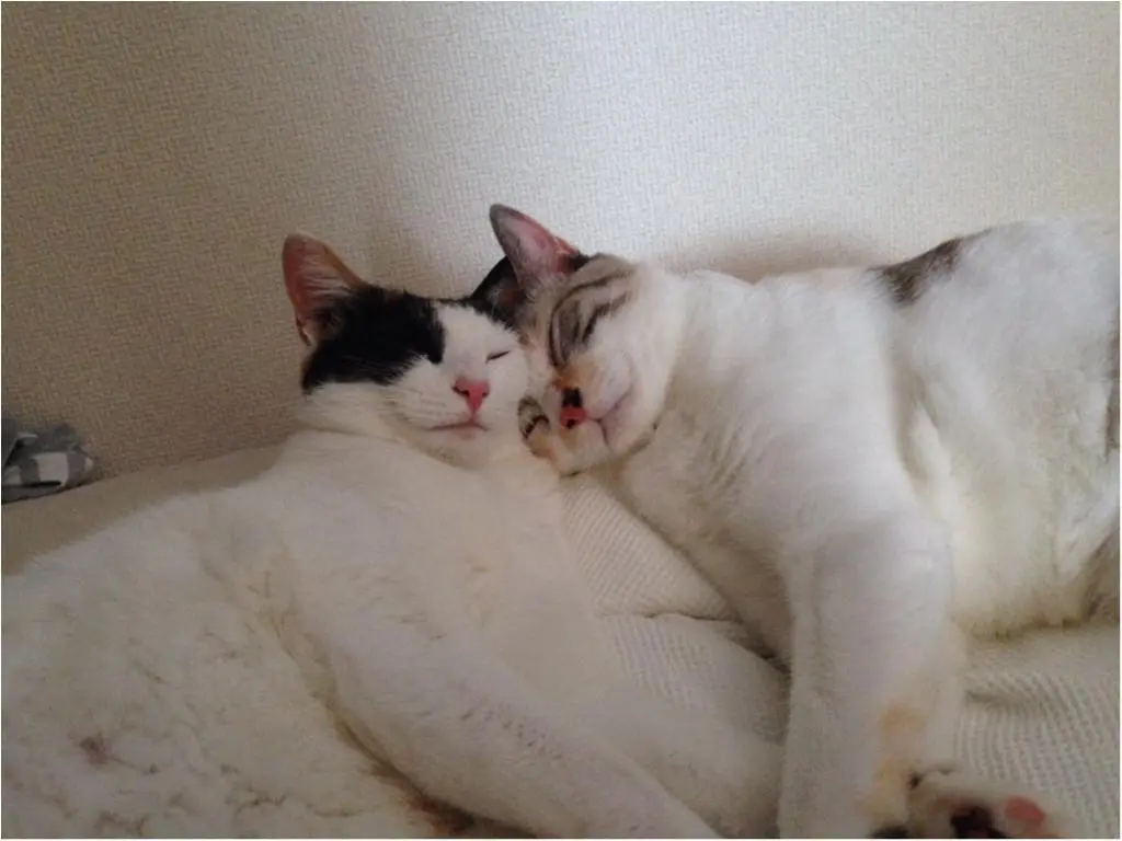 本日のにゃんこ ゆきちゃんとちよちゃん_1