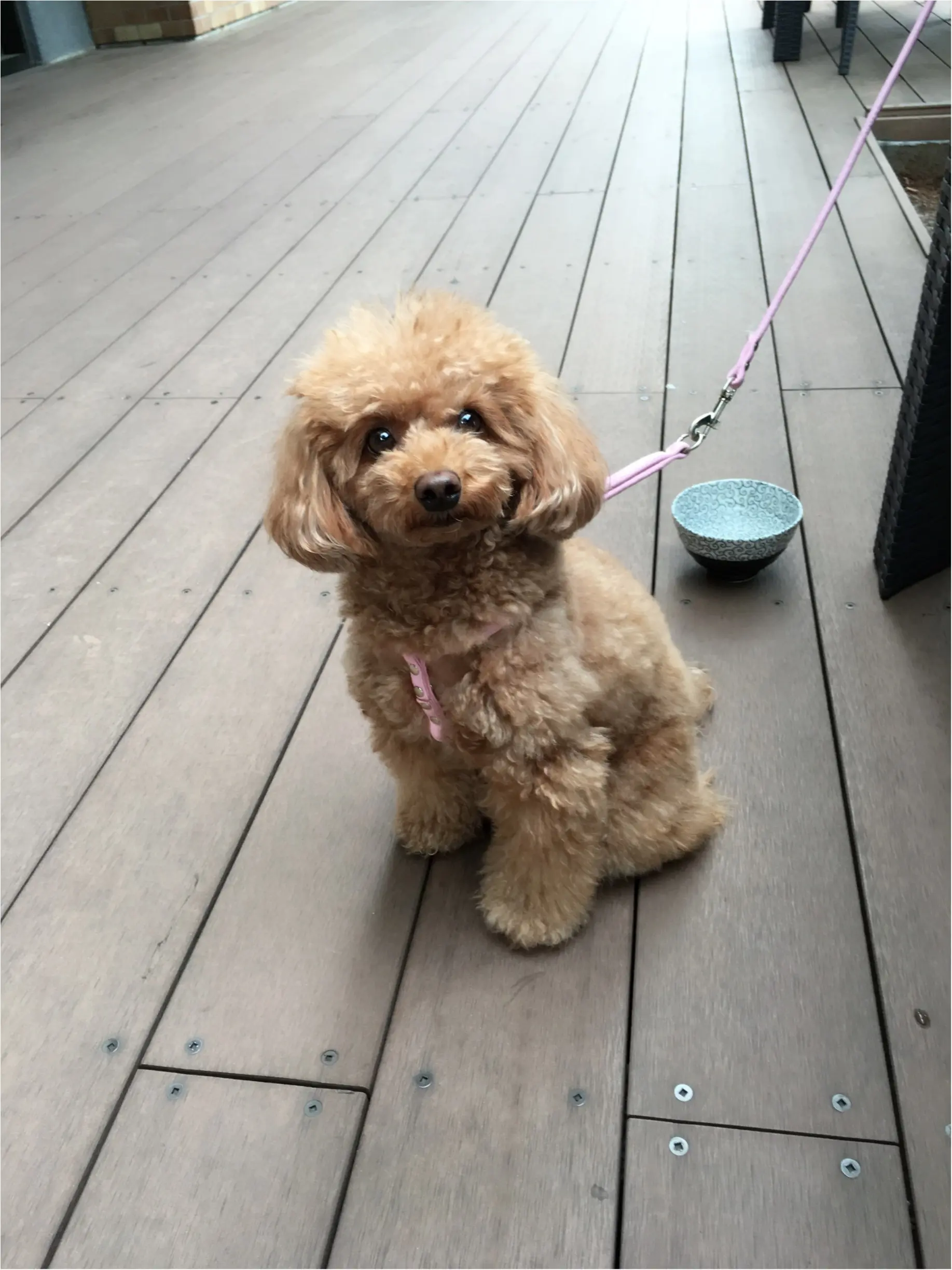 ♡代官山NEW OPEN 【鉄板焼き『貴真』】テラス席で犬同伴ok♡モアハピ◡̈のぞみ♡_10