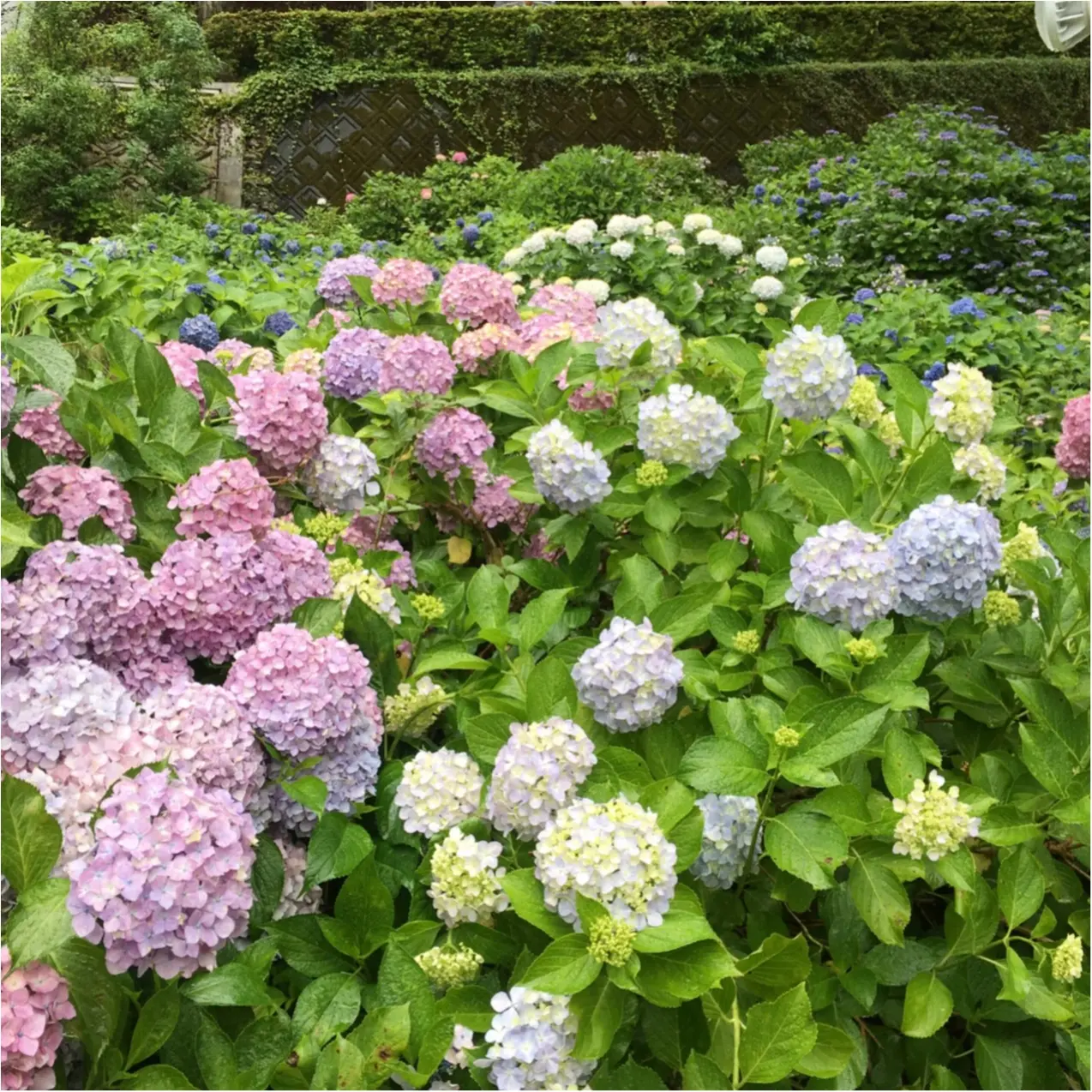 梅雨の時期に見たい♪紫陽花の名所へおでかけ…*見つけたハートの紫陽花♡_3