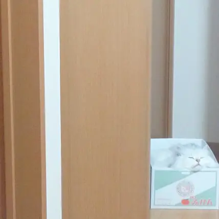 本日のにゃんこ トラくん_1