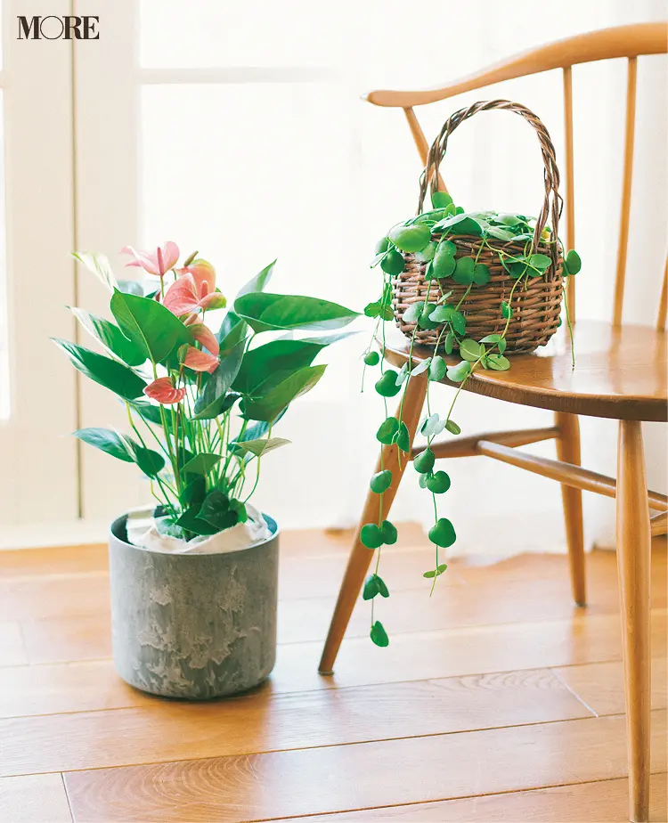 インテリアになる観葉植物