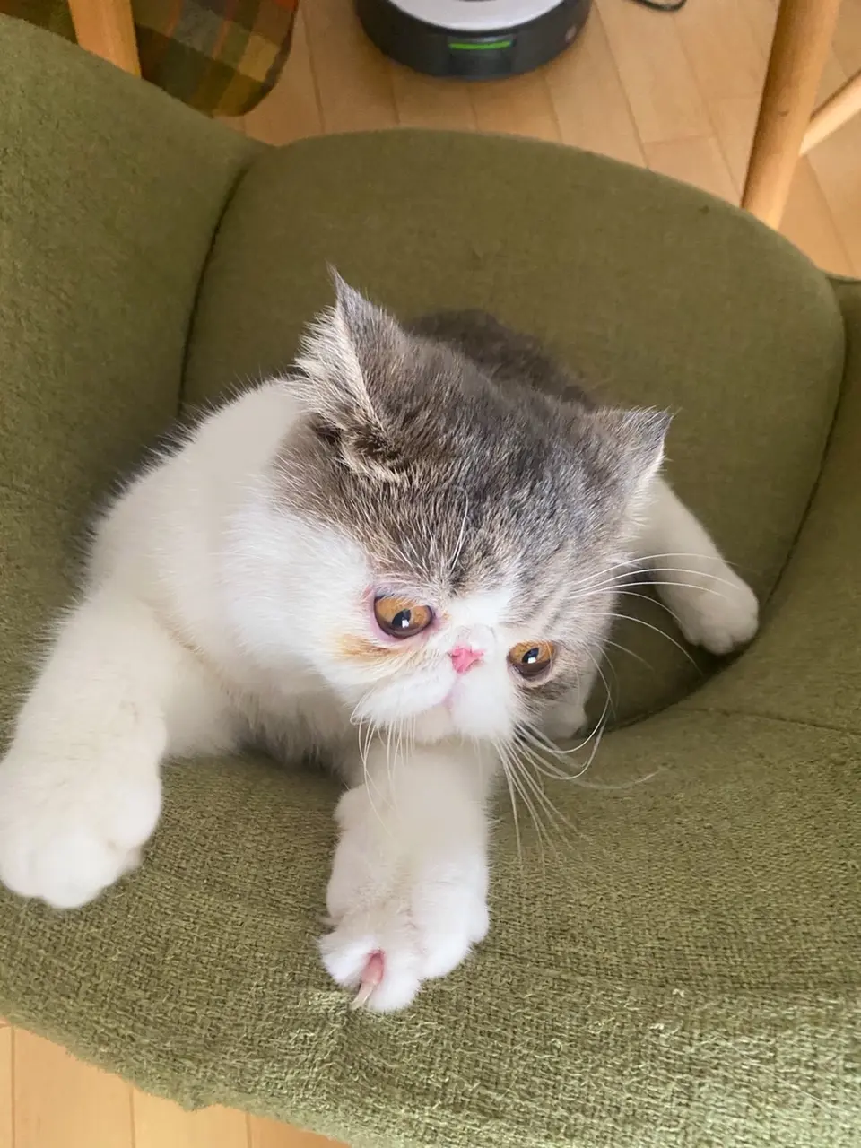 ダイニングの椅子をよじのぼるこたつくん