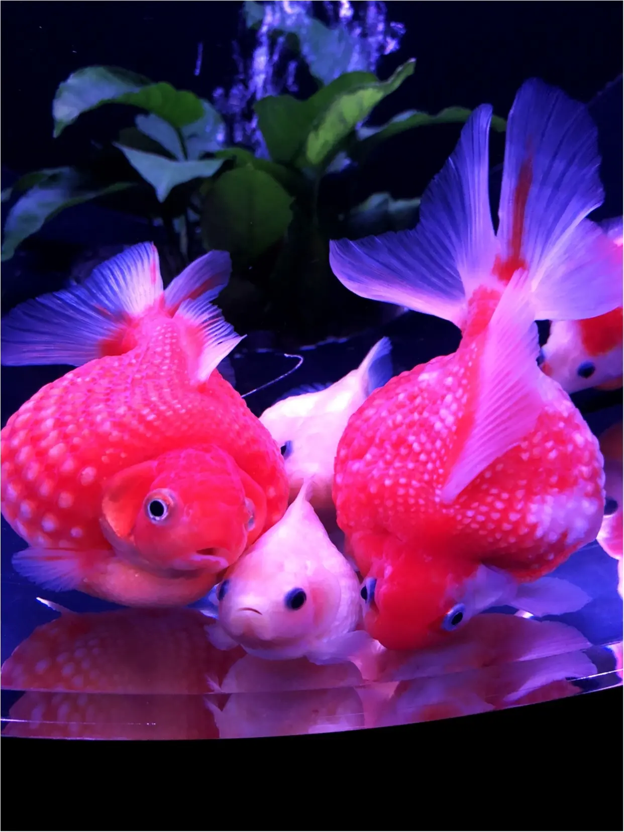 アートアクアリウム2018で金魚の癒し♡_6