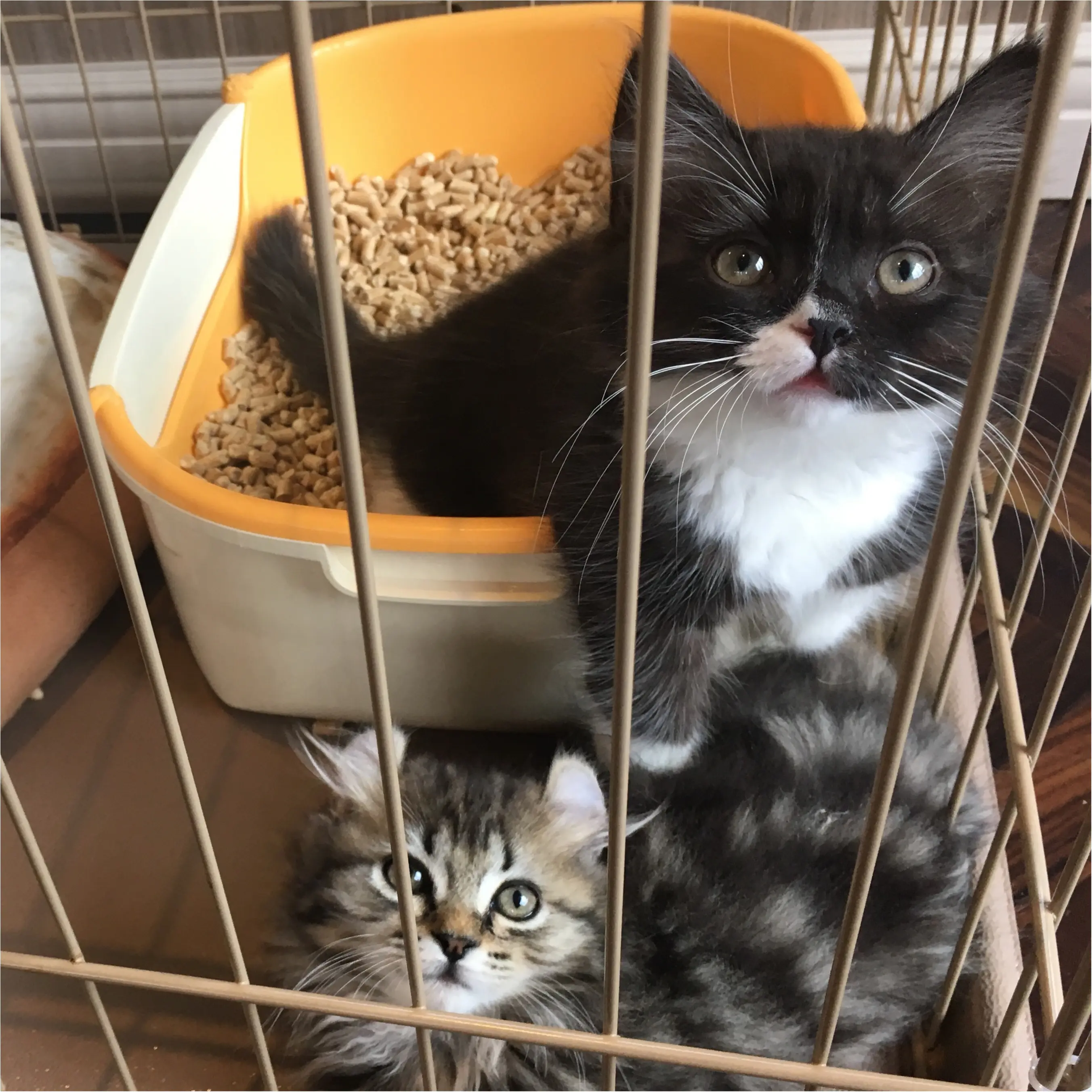 【猫カフェ】渋谷で癒しの猫カフェ♡今ならカワイイ子猫にも会えちゃう♪_11