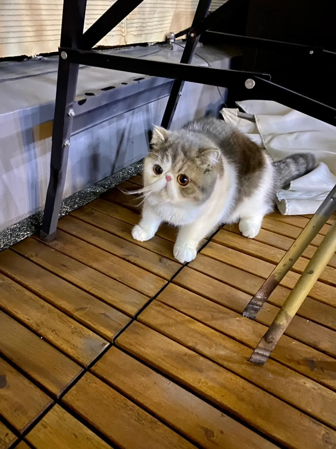 飼い主の行動にビビり固まる猫・こたつくん