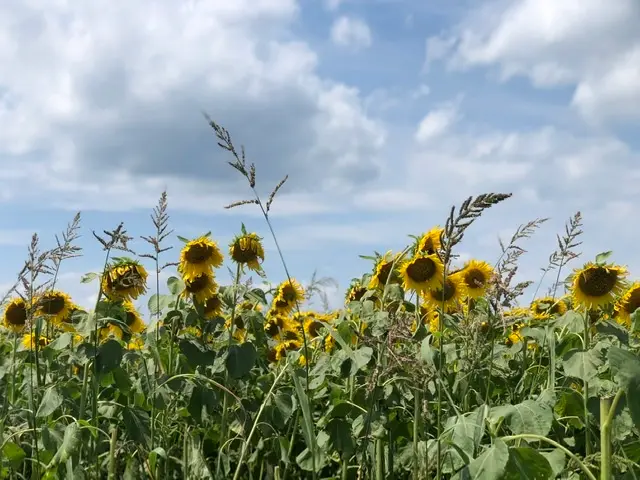 {季節限定}#映えスポット_3