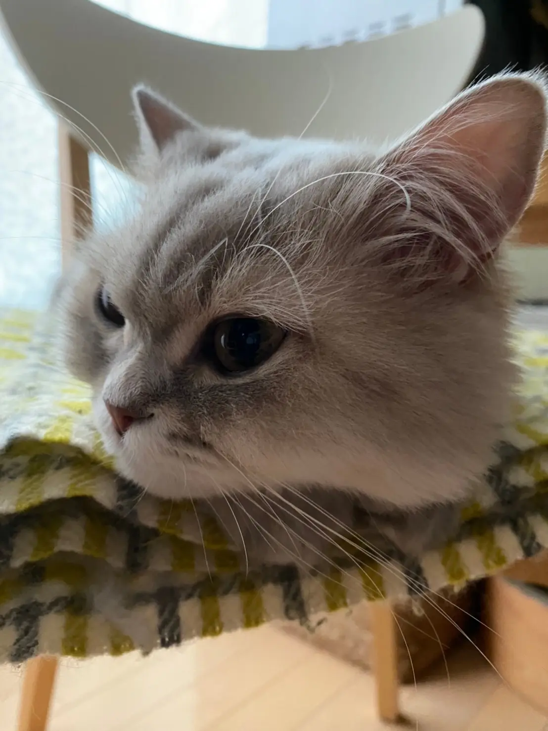 木の上でくつろぐココンちゃんをドアップでパシャリ