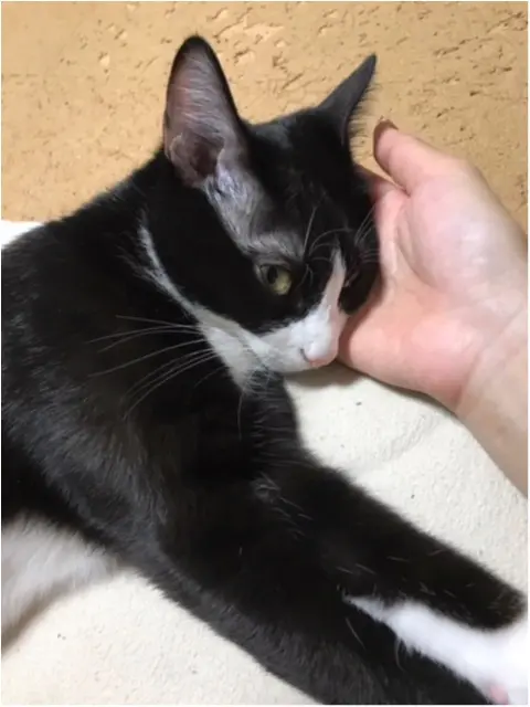 【今日のにゃんこ】得意技を披露★ 甘えるルウくんがかわいい。_1