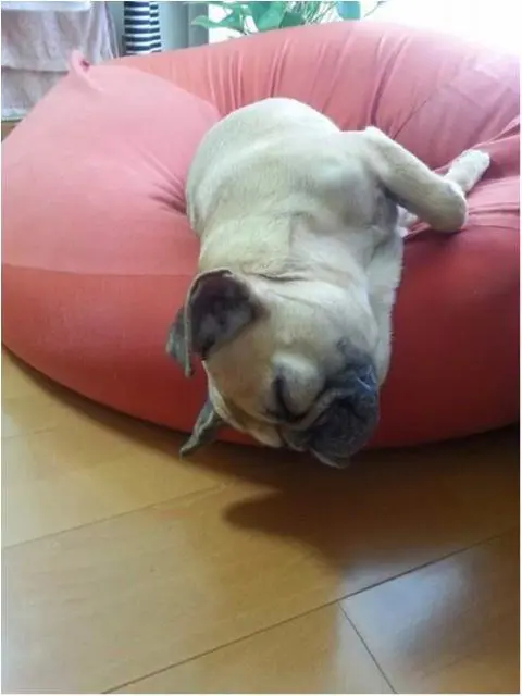 今日のわんこ ココちゃん フレンチブルドック_1