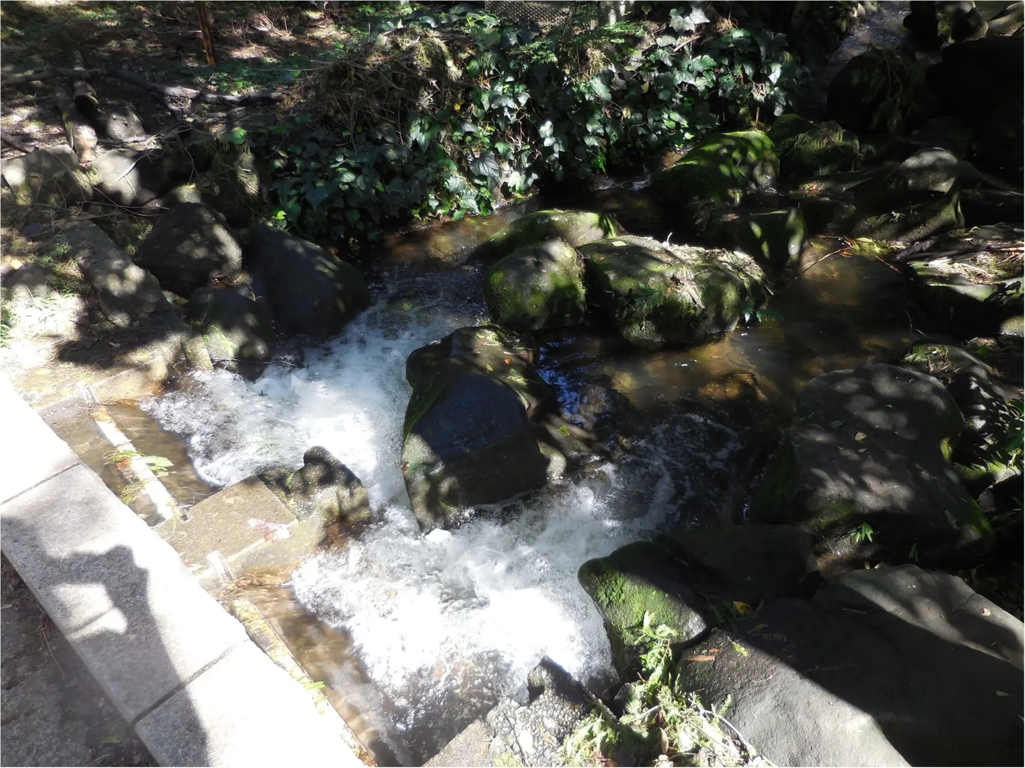 【吉祥寺井の頭公園】ひさしぶりに歩いてきました_5