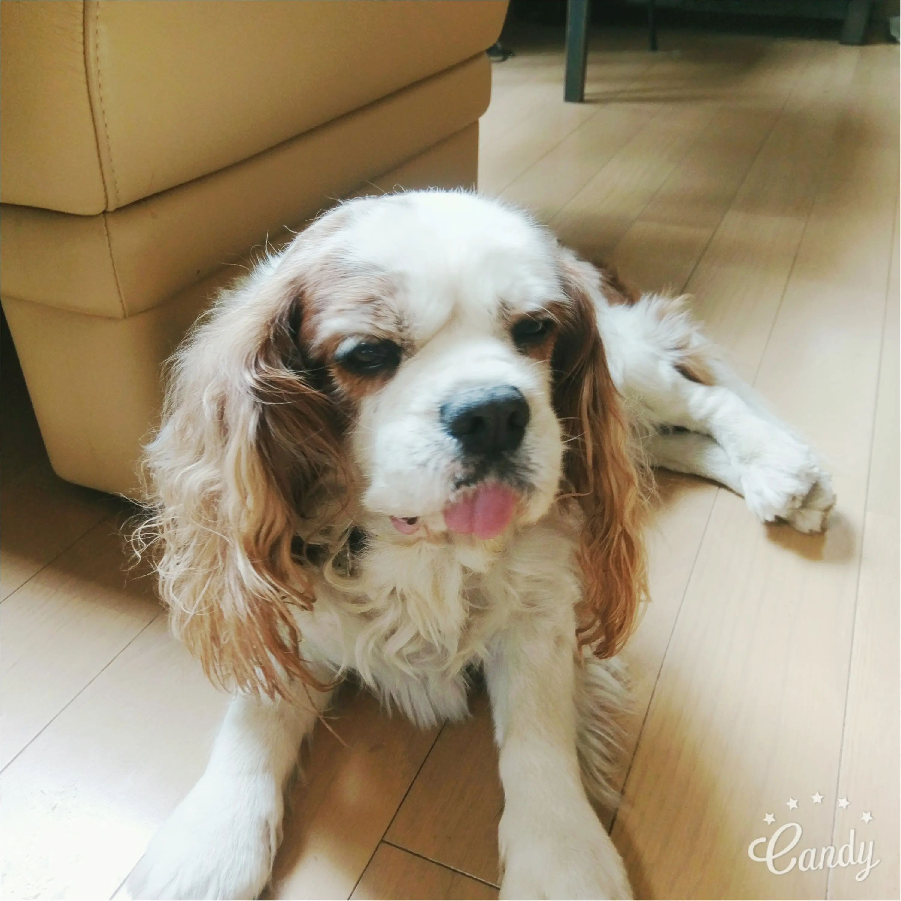 【今日のわんこ】てへぺろ♪ お寝ぼけナッツくん_1