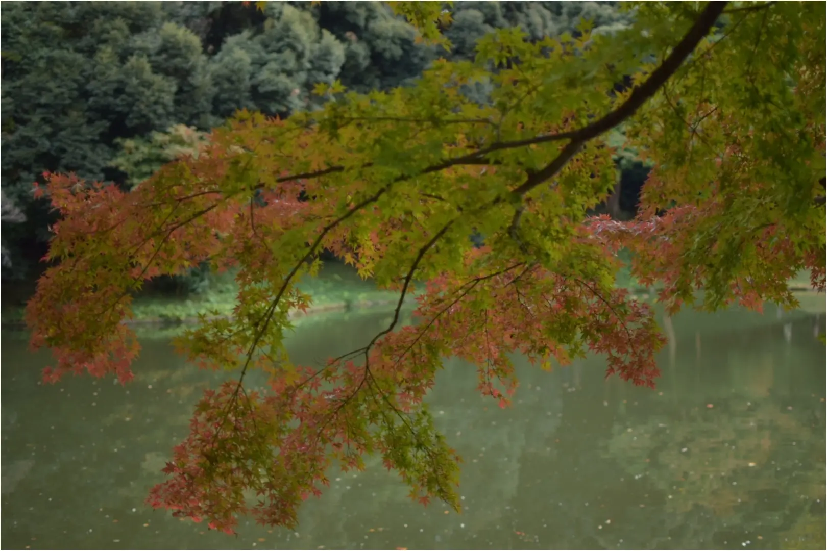 【後楽園】小石川後楽園の紅葉_2