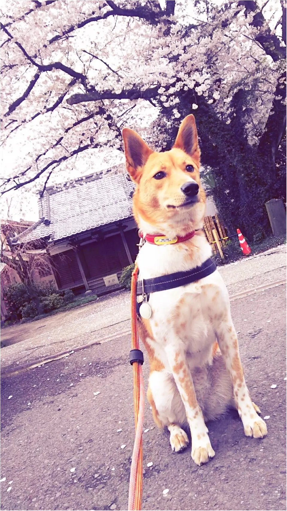 【今日のわんこ】お花見しまいた♡ こだまちゃんと満開のサクラ_1