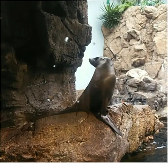 とっても可愛い!【海遊館】でペンギンの赤ちゃんが生まれましたよ!!(443 まゆ_7
