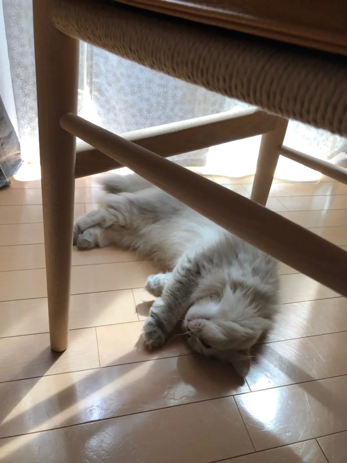 【今日のにゃんこ】春の訪れを教えてくれたココンちゃん♡_1