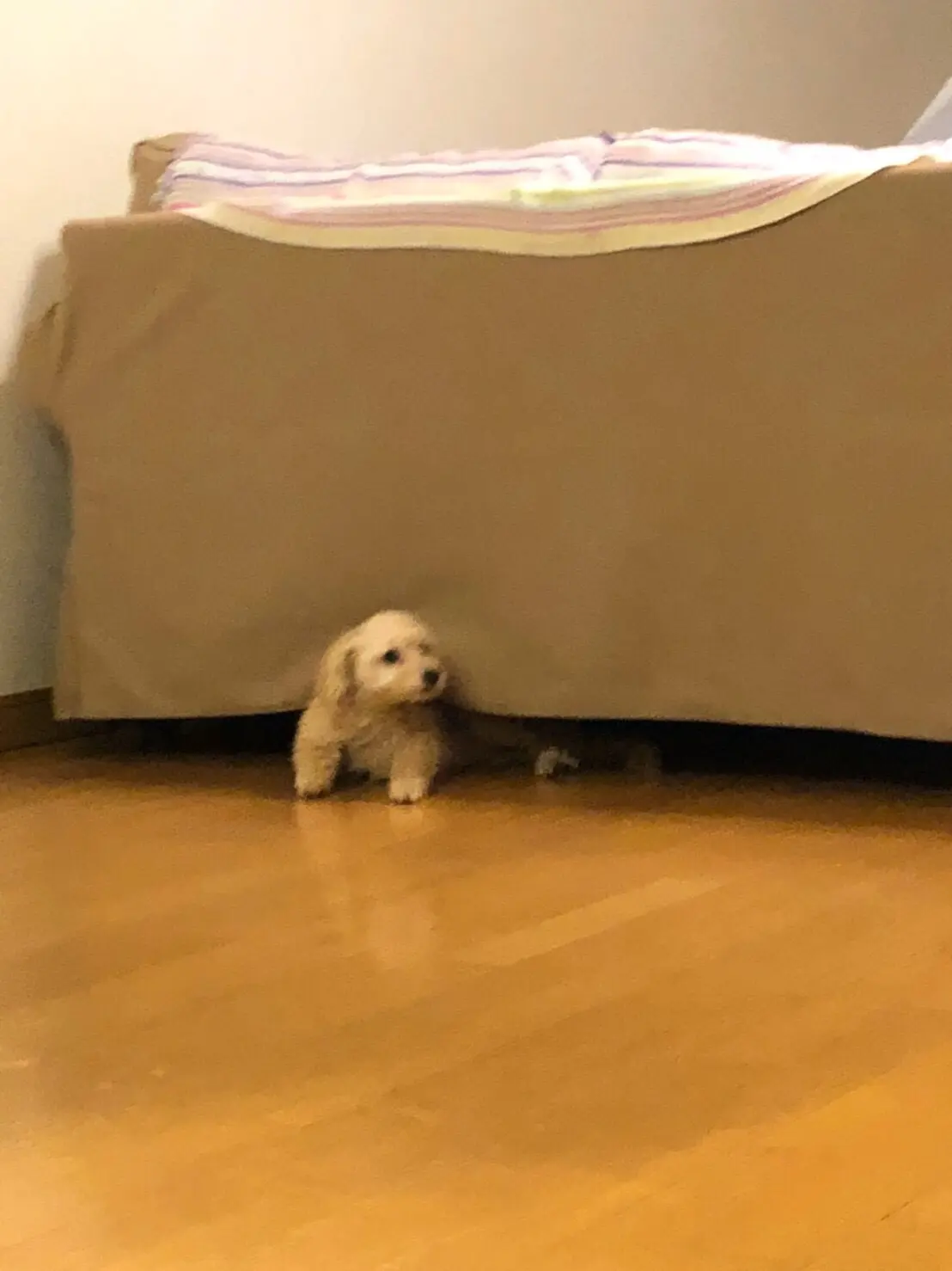 【今日のわんこ】シフォンちゃん、そこでなにしてるのだ!_1