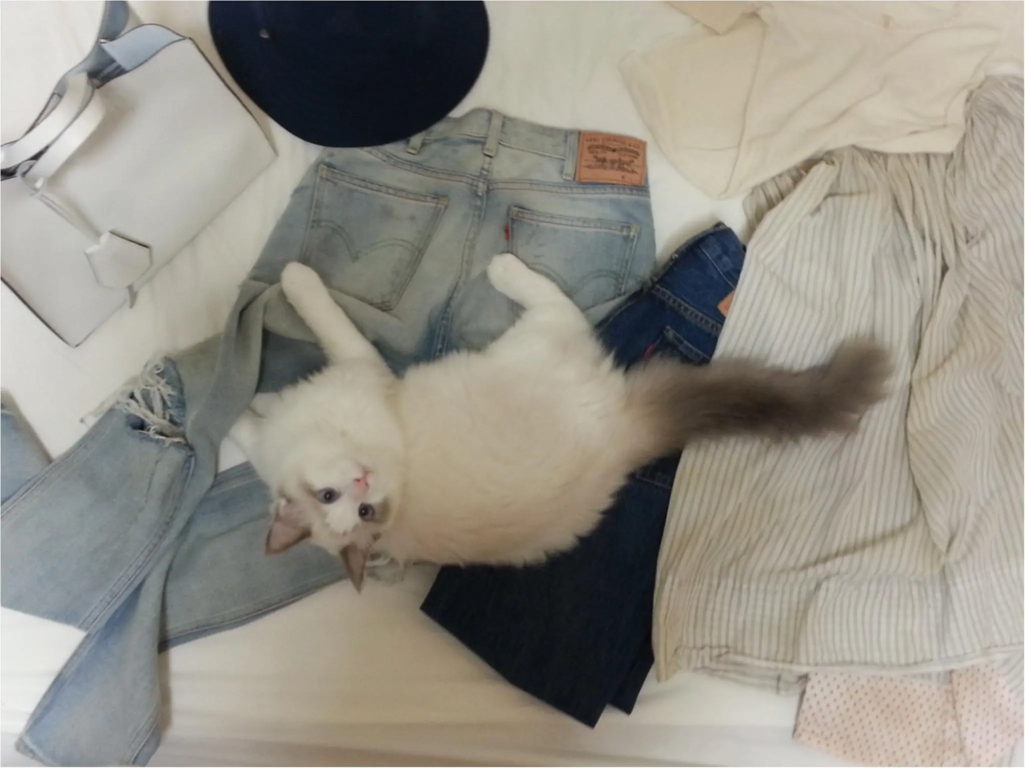【今日のにゃんこ】カイくんは、ママの旅行の準備をお邪魔中!_1