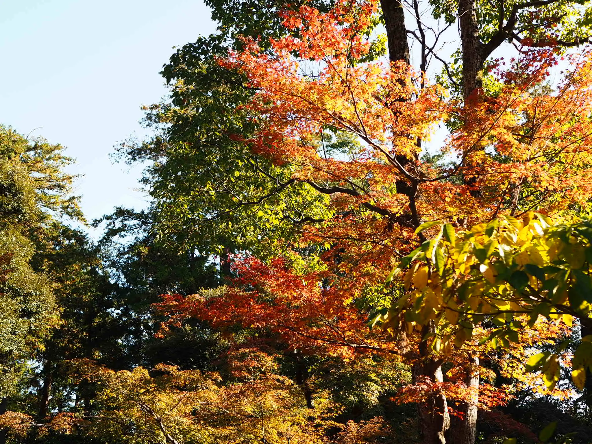 【#秋の鎌倉さんぽ】紅葉の鶴ヶ丘八幡宮♡ あの銀杏に会えるカフェ。_1
